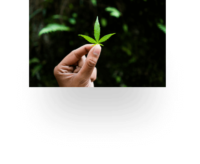 img-ban-hand-holding-leaf@2x