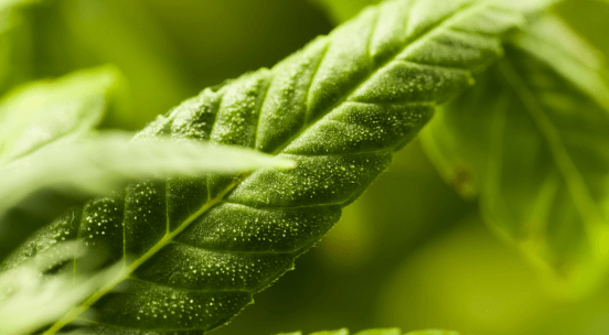 img-ban-marijuana-leaf@2x