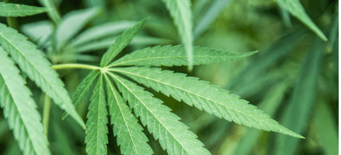 img-ban-marijuana-leaves-big@2x